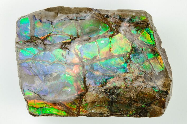 2.2" Iridescent Ammolite (Fossil Ammonite Shell) - Alberta, Canada